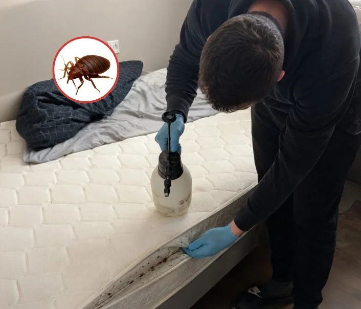 Technicien traitant un matelas contre les punaises de lit à Bouray-sur-Juine